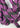 colore cavezza in corda con longhino color viola e nero