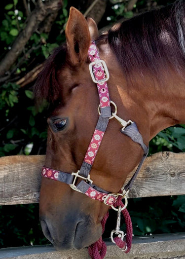 licou réglable en aztèque écossais par Weaver Leather porté