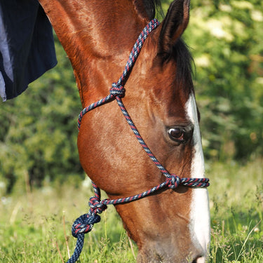Licol en corde avec cordon bleu/rouge/blanc